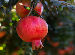 Fruits